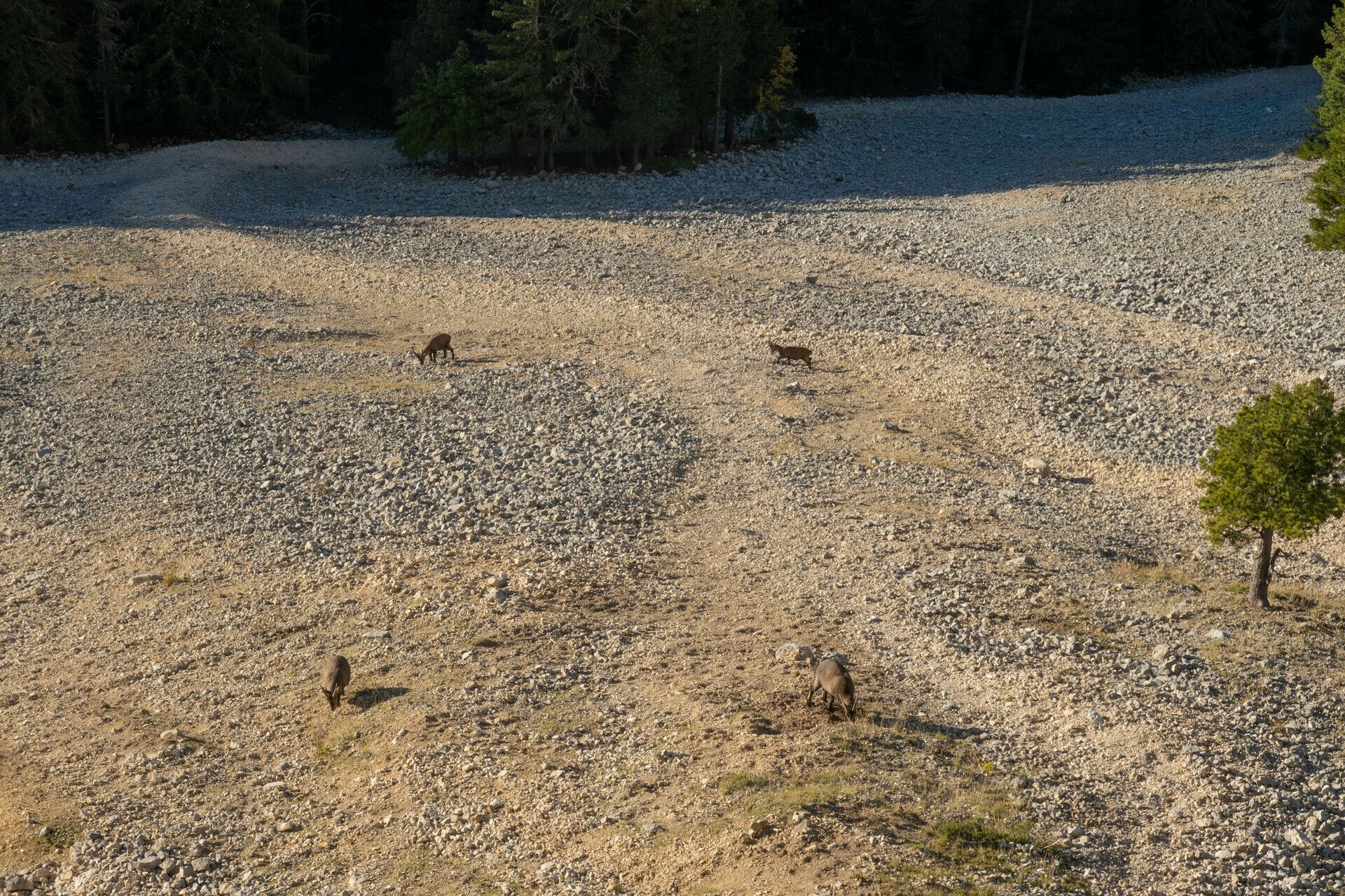 Quatre bouquetins sur le pierrier au pied de la face Ouest du Mont Aiguille