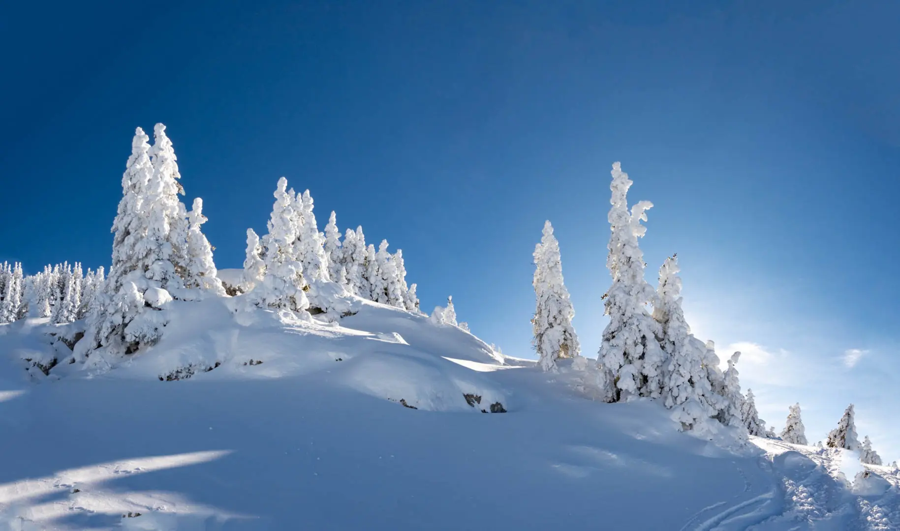 Sapins chargés de neige à contre jour avec de jolies lumière de soleil