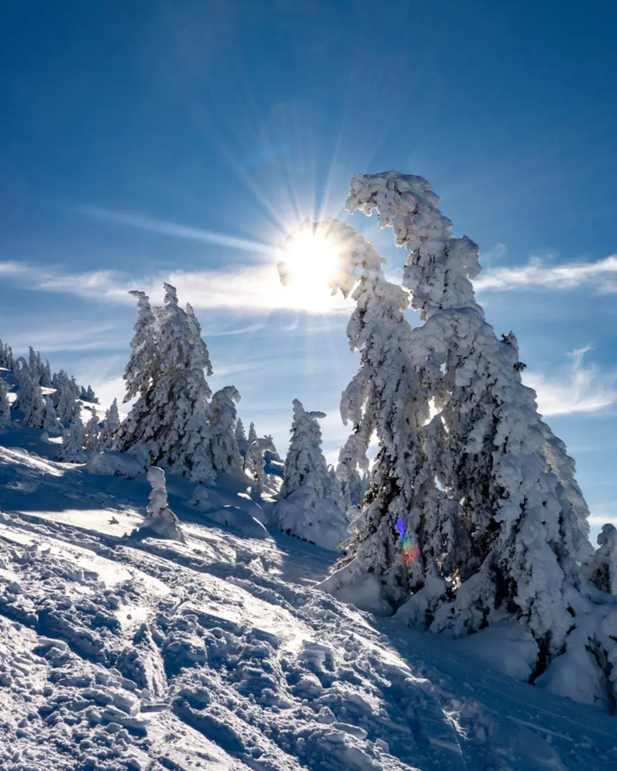 Rayon de soleil aligné avec la courbure d'un sapin chargé de neige dans le Vercors