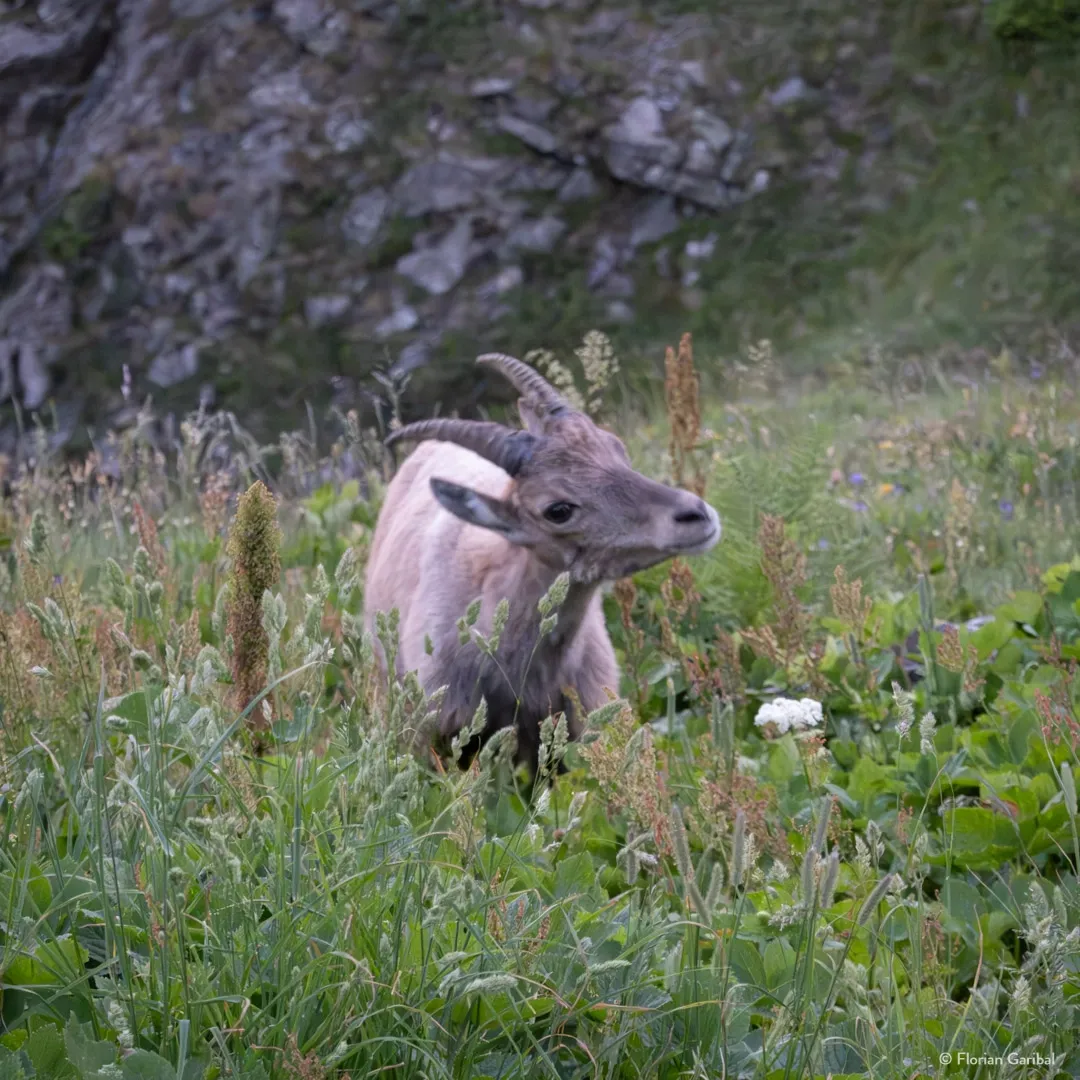 Bouquetin en Belledonne