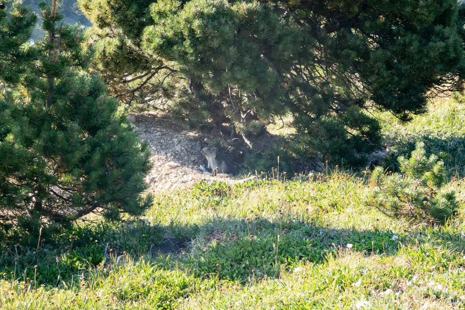 Marmotte en Chartreuse vers la Dent de Crolles